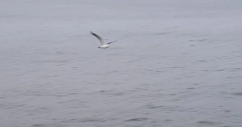 Seagull with grey wings flies over sea water against city Stock-Footage 320453150