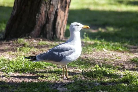 Seagull on the ground Stock Photos