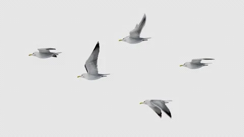 Seagull Group Flying 库存影片 143893166