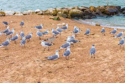 Seagull group Stock Photos