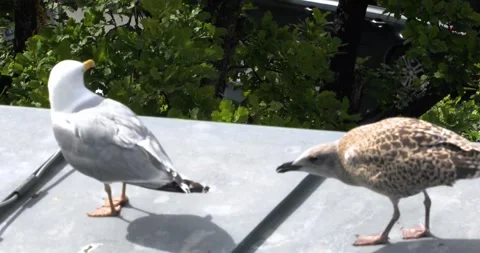 A seagull with a grown chick on a cloudy, windy day on a city rooftop. Bird  Stock Footage 339503820