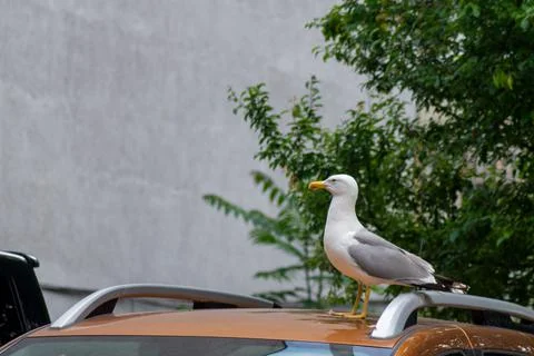 Seagull guarding the car Stock Photos