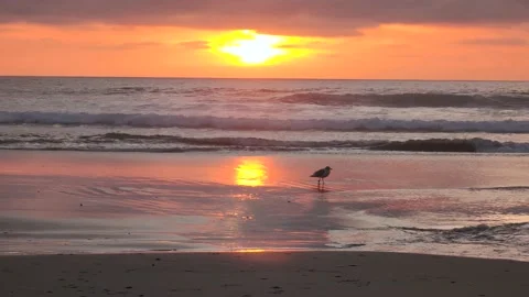 Seagull Gull Bird Walking on a Beach during Sunset Stock Footage 224322129