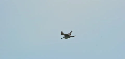 Seagull (gull) flying in slow motion 120FPS Stock Footage 201179896
