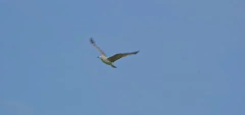 Seagull (gull) flying in slow motion 120FPS Stock Footage 201179919