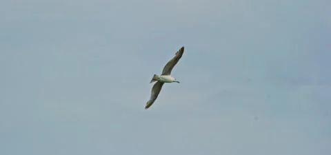 Seagull (gull) flying in slow motion 120FPS Stock Footage 201179933
