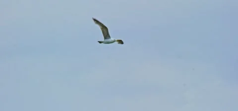 Seagull (gull) flying in slow motion 120FPS Stock Footage 201179946