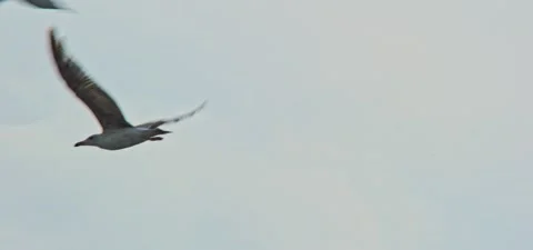 Seagull (gull) flying in slow motion 120FPS Stock Footage 201180167