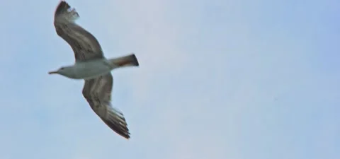 Seagull (gull) flying in slow motion 120FPS Stock Footage 201180176