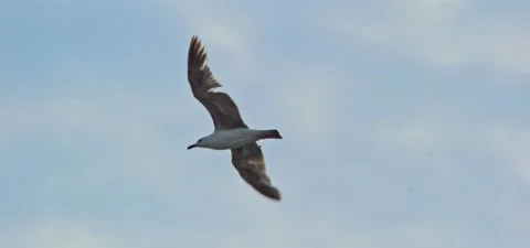 Seagull (gull) flying in slow motion 120FPS Stock Footage 201180231