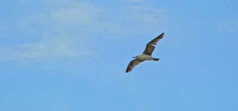 Seagull (gull) flying in slow motion 120FPS Stock Footage 201180695