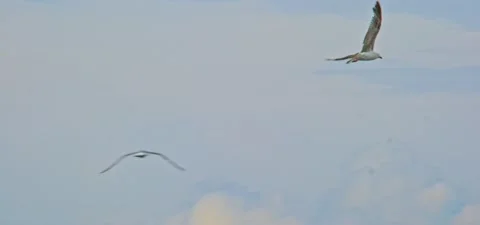Seagull (gull) flying in slow motion 120FPS Stock Footage 201184227