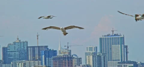 Seagull (gull) flying in slow motion 120FPS Stock Footage 201184291