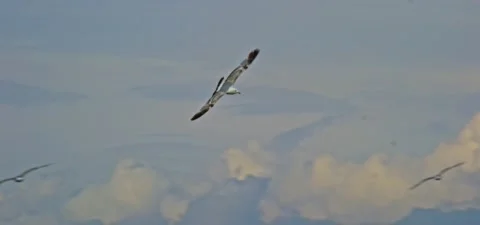 Seagull (gull) flying in slow motion 120FPS Stock Footage 201184304