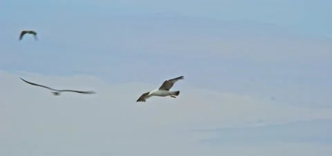 Seagull (gull) flying in slow motion 120FPS Stock Footage 201184702