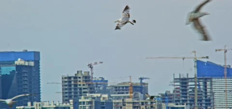Seagull (gull) flying in slow motion 120FPS Stock Footage 201184768