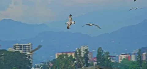Seagull (gull) flying in slow motion 120FPS Stock Footage 201184934