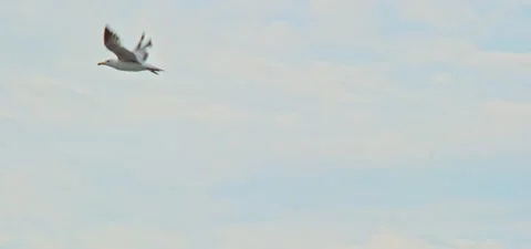 Seagull (gull) flying in slow motion 120FPS Stock Footage 201185076