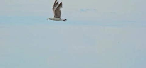 Seagull (gull) flying in slow motion 120FPS Stock Footage 201185101