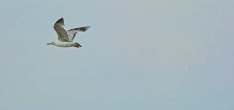 Seagull (gull) flying in slow motion 120FPS Stock Footage 201185171