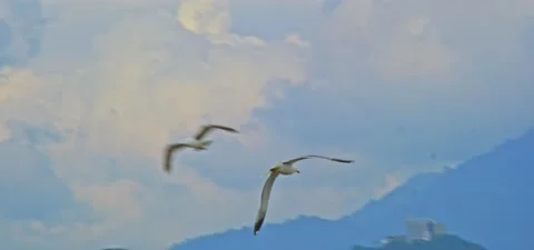 Seagull (gull) flying in slow motion 120FPS Stock Footage 201185302