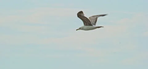 Seagull (gull) flying in slow motion 120FPS Stock Footage 201185407