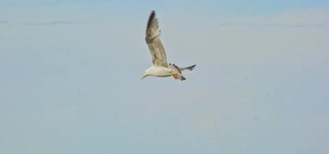 Seagull (gull) flying in slow motion 120FPS Stock Footage 201185503