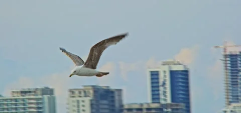 Seagull (gull) flying in slow motion 120FPS Stock Footage 201185776