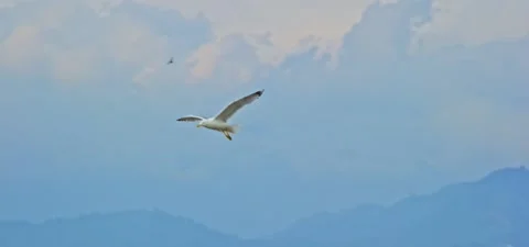 Seagull (gull) flying in slow motion 120FPS Stock Footage 201186496