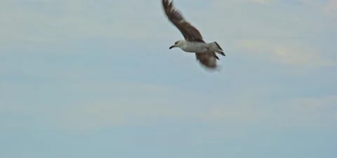 Seagull (gull) flying in slow motion 120FPS Video stock 201186836