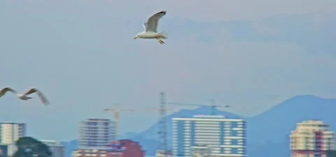Seagull (gull) flying in slow motion 120FPS Stock Footage 201186891
