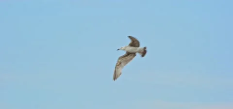 Seagull (gull) flying in slow motion 120FPS Stock Footage 201188100