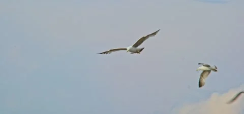 Seagull (gull) flying in slow motion 120FPS Stock Footage 201188262