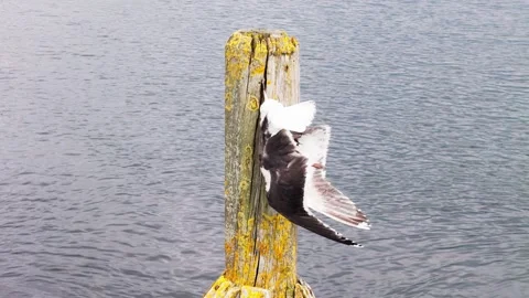 Seagull Hangs Motionless Against Wooden Harbour Post Above Sea Water Vidéo 340009341