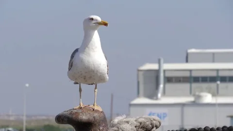 Seagull in harbor slow motion Stock Footage 76890564