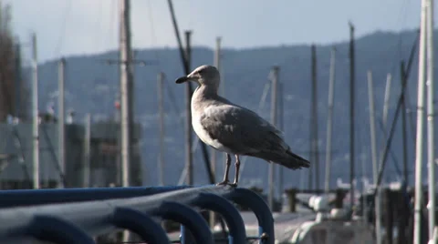 Seagull at the harbor in Vancouver, Canada 스톡 동영상 35698652