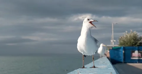 Seagull on a harbor wall squawking 스톡 동영상 243649067