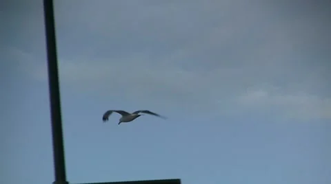 Seagull at harbour Stock Footage 8678761