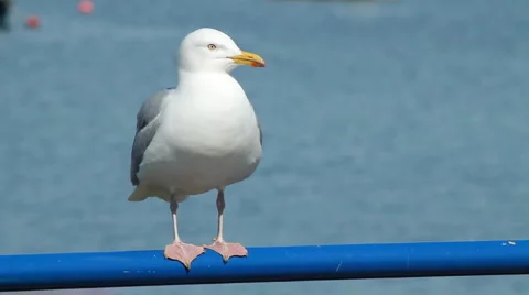 Seagull having difficulty balancing Stock Footage