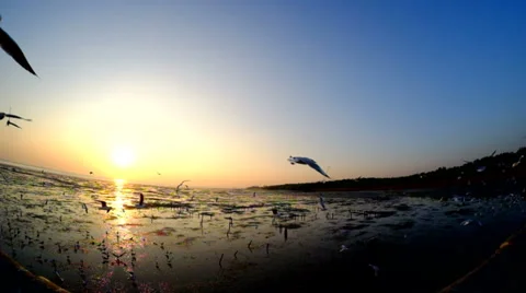 Seagull having fun in mangrove area Video stock 39679800