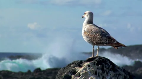 Seagull with havy surf in background Stock Footage 7730940
