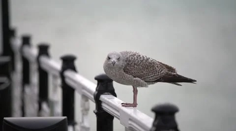 Seagull with havy surf in background Stock Footage 58768442