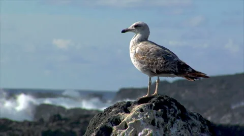 Seagull with havy surf blur background Stock Footage 6930133