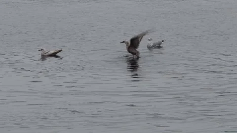 Seagull head bobbing 5-6-26 Stock Footage 336614733