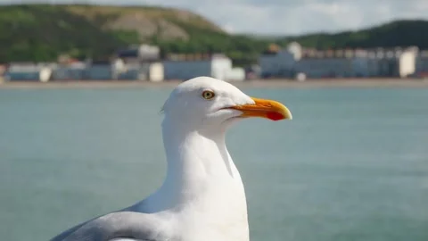 Seagull head in close up slow motion stock footage Vídeo Stock 310739063