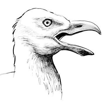 Seagull head Stock Illustration