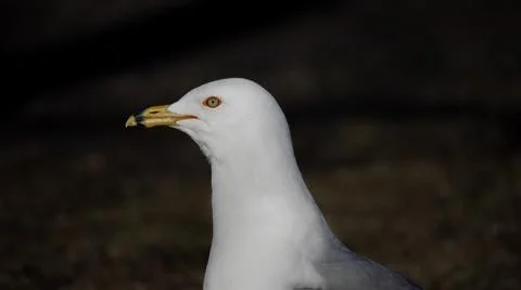 Seagull  head Stock Photos