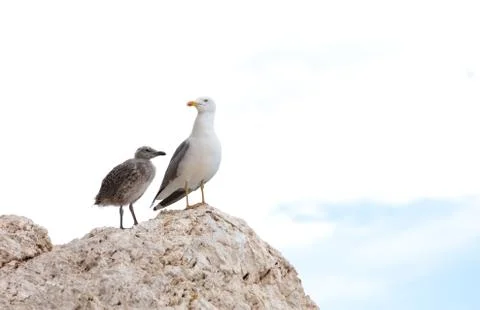 Seagull with her chick Stock Photos