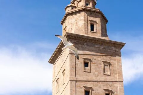 Seagull in Hercules tower Stock Photos