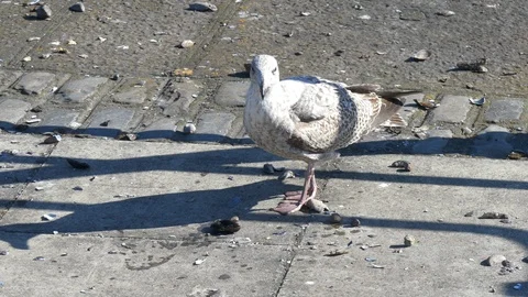 Seagull / Herring gull breaks open mussel shells by dropping them on concrete Stock Footage 95205469